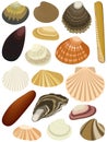 Shells bivalve