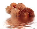 Shells from black sea Royalty Free Stock Photo