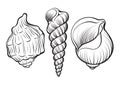 Shells02