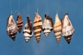 Shells on blue Royalty Free Stock Photo