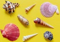 Shells on bright yellow. Beautiful summer background. Flat lay. Texture of the shells. Royalty Free Stock Photo