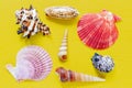 Shells on bright yellow. Beautiful summer background. Flat lay. Texture of the shells. Royalty Free Stock Photo