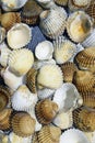 Shells Cerastoderma Royalty Free Stock Photo