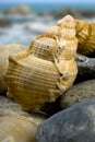 Shells in close-up. Royalty Free Stock Photo