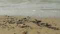 Shells at the coastline 4K
