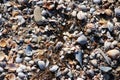 Shells of cockle on the beach in the sun