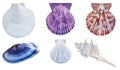 shells collection isolated on white background with clipping path Royalty Free Stock Photo