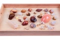 Shells collection : set of various mollusk shells on wood tray background