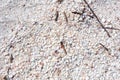 Shells covering the beach at Lighthouse Beach Park in Sanibel, Florida Royalty Free Stock Photo