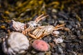 Shells and crabs in the foreshore