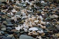 Shells and crustacean remains on beach Royalty Free Stock Photo