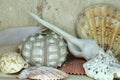 Shells of crustaceans in various colors and shapes as a bathroom or toilet decoration.