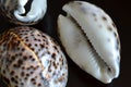 Shells of Cypraea tigris Royalty Free Stock Photo
