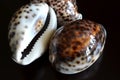 Shells of Cypraea tigris Royalty Free Stock Photo