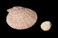 Shells of different size on black background