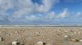 Shells on the Dutch beach
