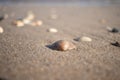 Shells at the Dutch shore Kijkduin, The Hague, The Netherlands Royalty Free Stock Photo