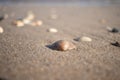 Shells at the Dutch shore Kijkduin, The Hague, The Netherlands