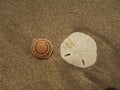 Shells on an empty beach