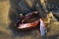 The beauty of the shells found on the edge of the beach at dusk.