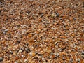 Shells from gastropods of bivalve molluscs living in the Azov and Black seas. Beige, brown, black, white seashells on