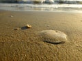 Shells on the golden sandy beach, evening, eastern sea of Thailand.