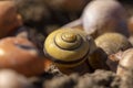 shells of grape snails on the ground, a large number of Royalty Free Stock Photo