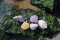 Shells on green rocks beach