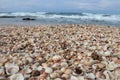 Seashells on a Beach