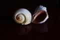 Reflection of two seashells in the dark