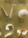 Shells at The Horniman Museum and Gardens is a museum in Forest Hill, London, England.