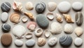 Shells including scallop and spiral varieties display soft pink beige and Royalty Free Stock Photo