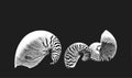 The shells of the insulated black background of the grunge. Vector illustration of the ocean fauna