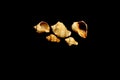 SHells isolated on black background Royalty Free Stock Photo