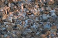 Shells on the Kijkduin beach