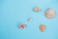 Shells on a light Blue Background Royalty Free Stock Photo