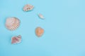 Shells on a light Blue Background Royalty Free Stock Photo