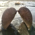 Shells like the wings of an angel Royalty Free Stock Photo