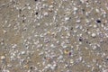 Shells on Luskentyre beach, Harris , outer Hebrides, Scotland Royalty Free Stock Photo