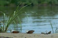 Shells are lying on the sand on the river bank