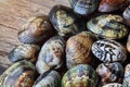 Shells of many types and sizes
