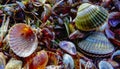 Shells of marine bivalve mollusks in storm discharges - Monodacna sp., Cerastoderma sp., Mytilaster lineatus