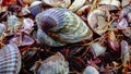 Shells of marine bivalve mollusks in storm discharges - Monodacna sp., Cerastoderma sp., Mytilaster lineatus