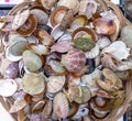Shells. Market. Rovinj. Croatia. Abstract Royalty Free Stock Photo
