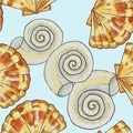 shells, mollusks live in the sea or ocean of different shapes, a spiral, a fan, a triangle Royalty Free Stock Photo