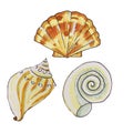 shells, mollusks live in the sea or ocean of different shapes, a spiral, a fan, a triangle Royalty Free Stock Photo