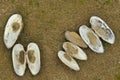 Shells the mussels at the beach. Sandy bank of the Vistula. Environment unregulated river