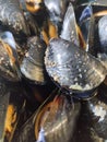 shells, mussels for food in summer in italiy Royalty Free Stock Photo