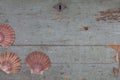 Shells on old wooden top