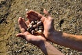 Shells on open man hand Royalty Free Stock Photo